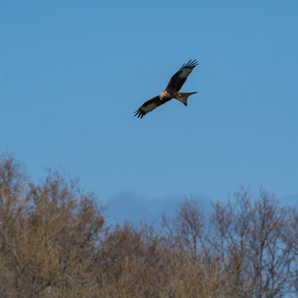 April 2021 – Kleiner Fotowalk durch die Muldeaue