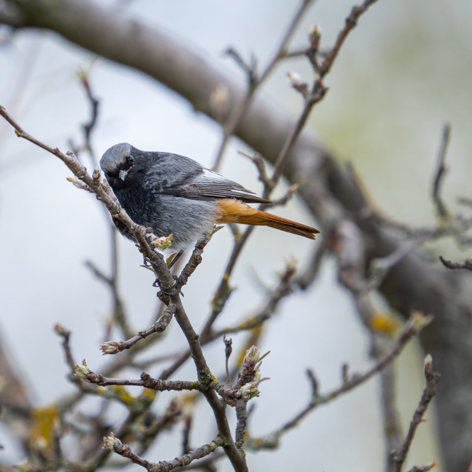 April 2021 – Vögel im Garten (Test 200-600)