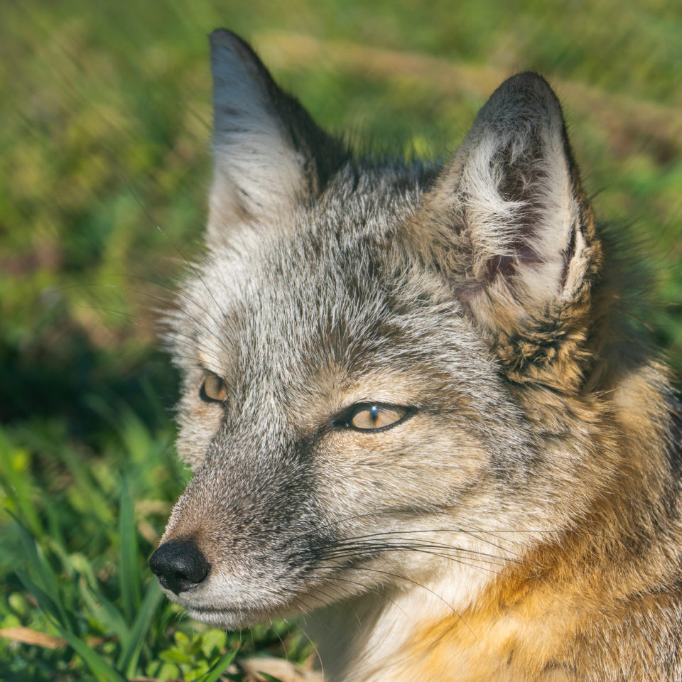 April 2021 – Bergzoo Halle (Sony 200-600)
