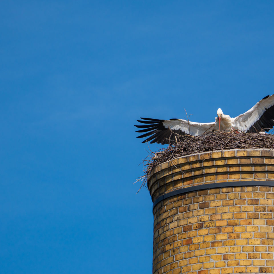 April 2021 – Zu Besuch bei den Störchen