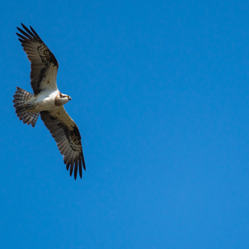 April 2021 – Unterwegs im Reich der Fischadler