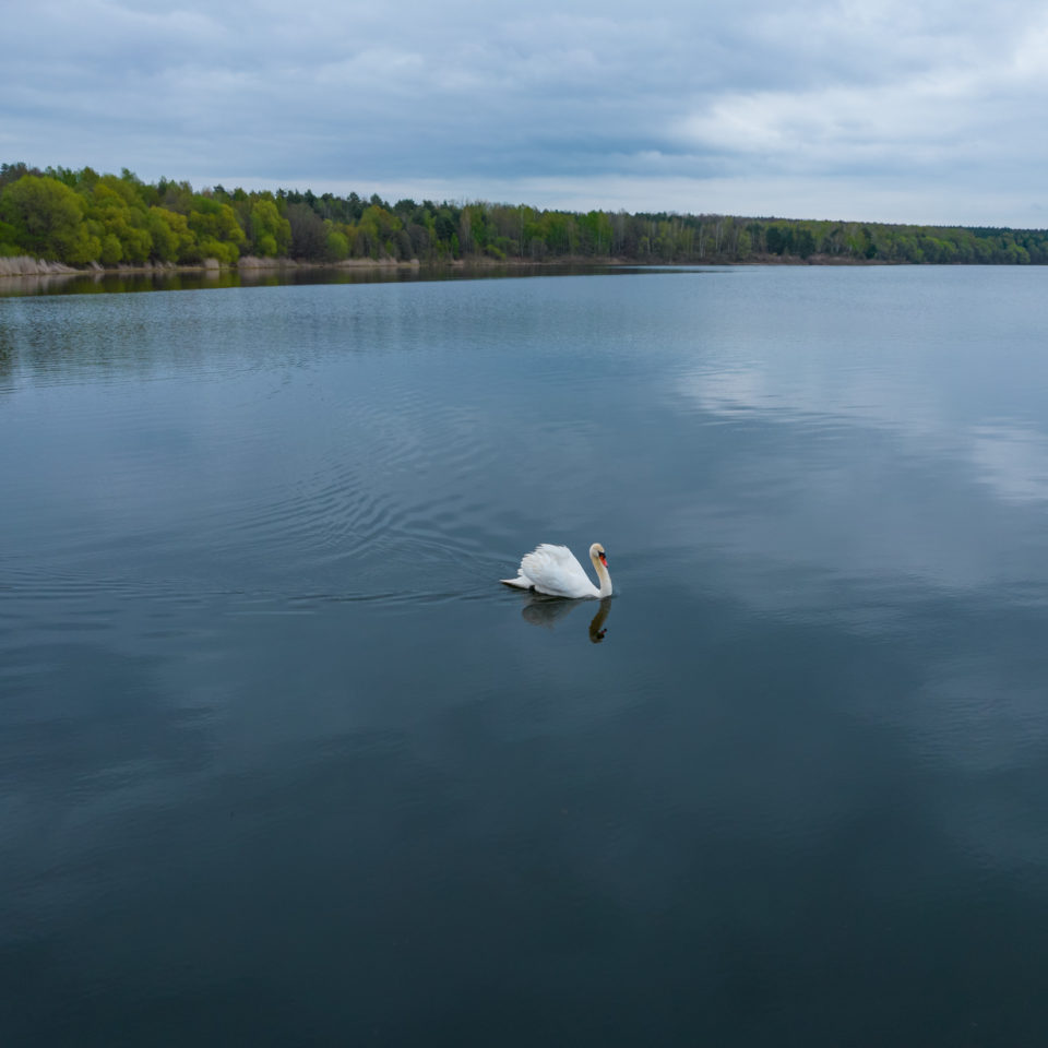 Mai 2021 – DJI Air 2s – Unterwegs bei den Schwänen