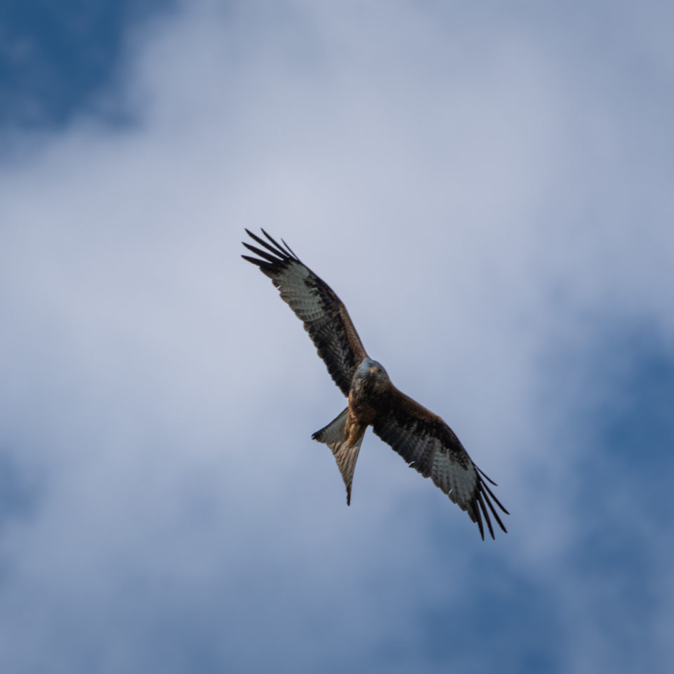 Mai 2021 – Greifvögel und Luftaufnahmen