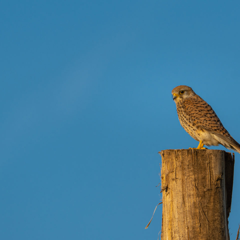 Mai 2021 – Fotowalk mit dem SEL200-600G und dem 70mm Makro
