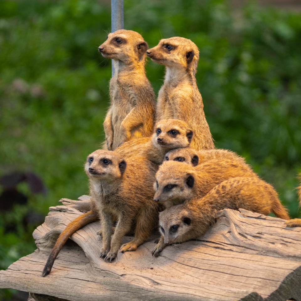 Mai 2021 – Frühling im Bergzoo Halle (Saale)