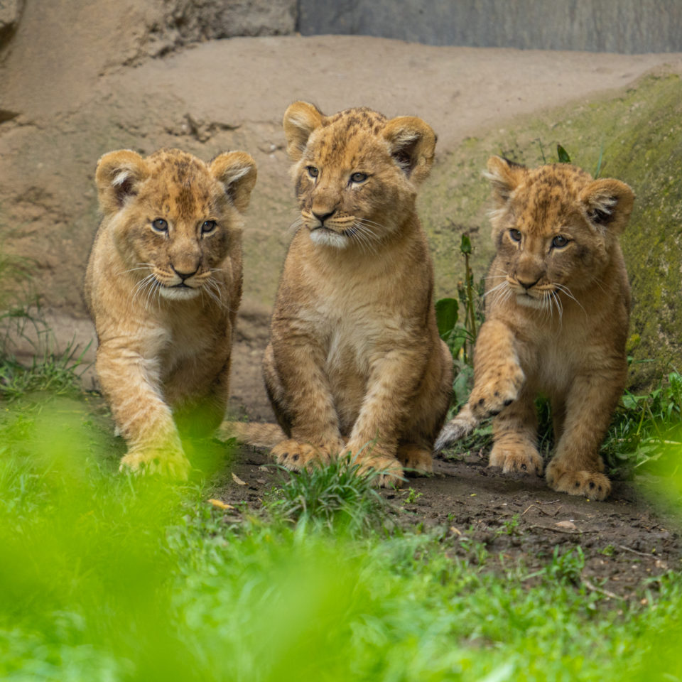 Mai 2021 – Endlich wieder Zoo Leipzig