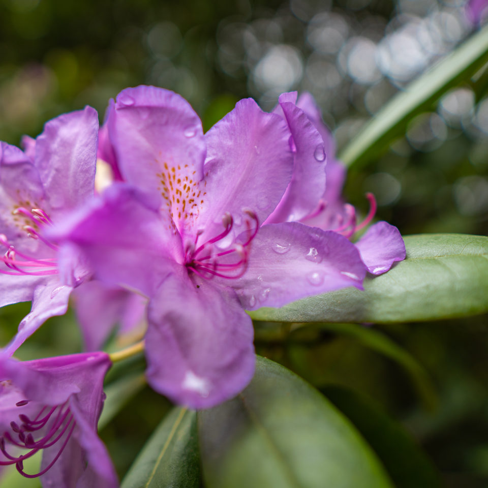 Mai 2021 – Frühling im Wörlitzer Park