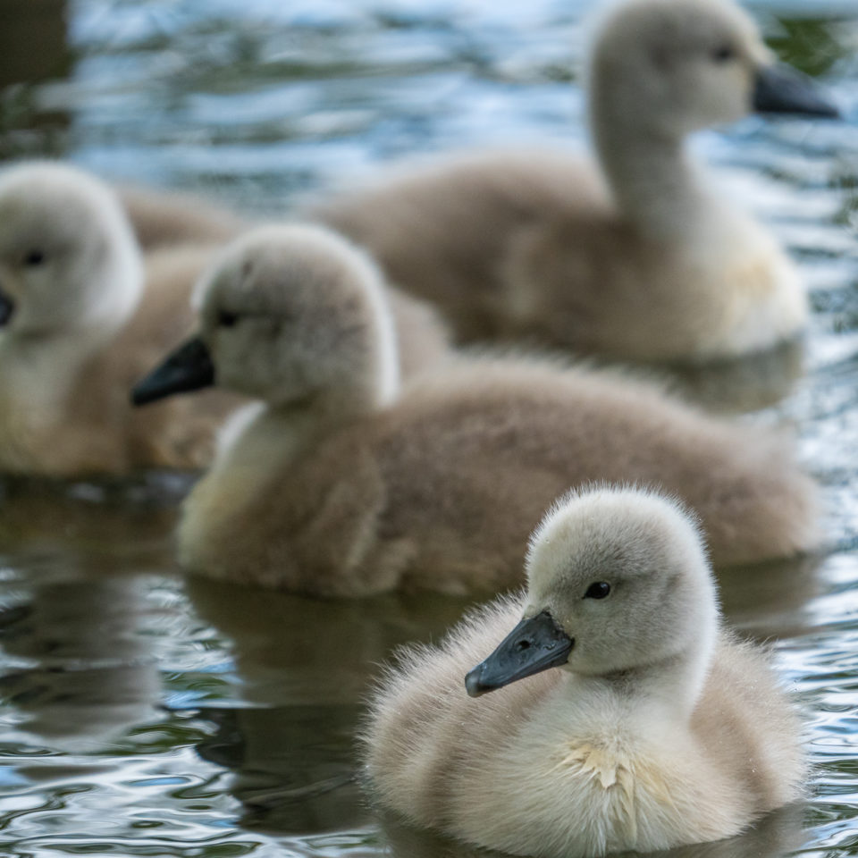 Mai 2021 – Rotmilan, Schwanennachwuchs & CO (SEL200-600G)