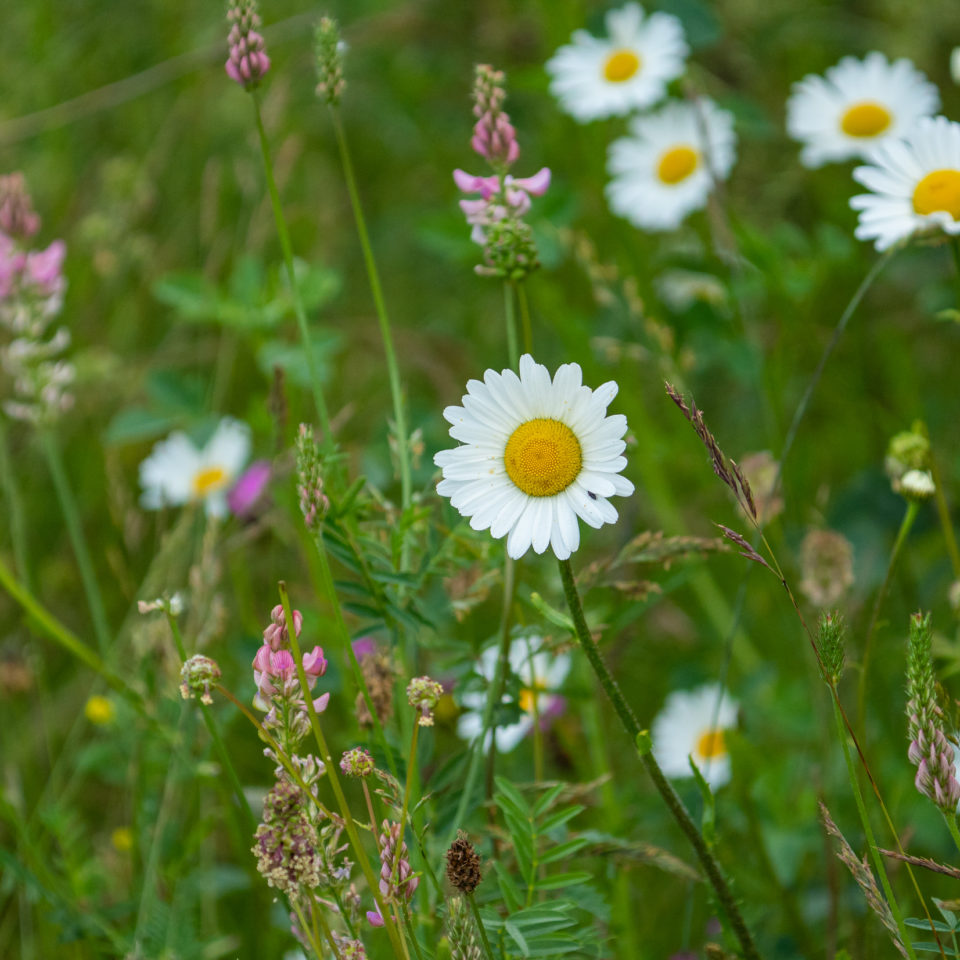 Juni 2021 – Blumiger Fotowalk mit dem SEL200-600G