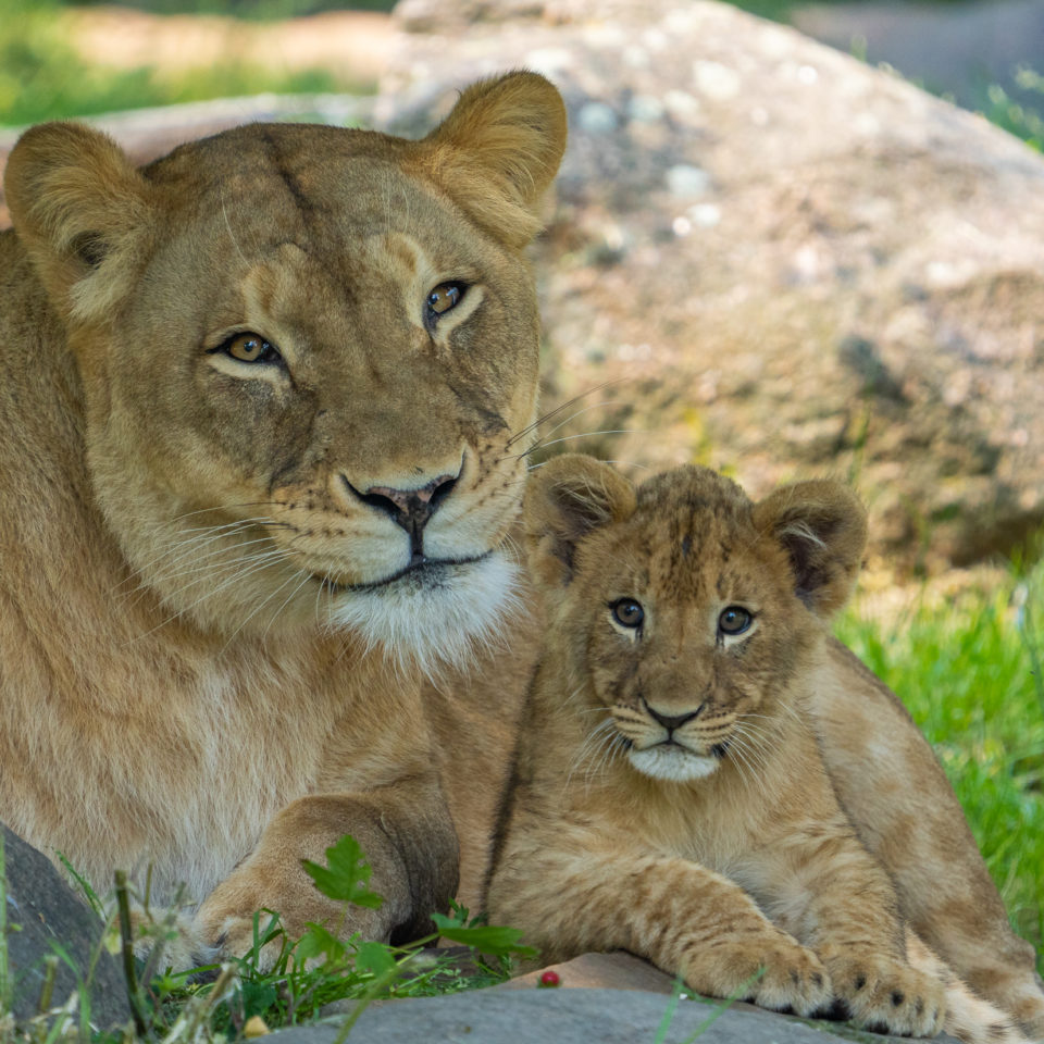 Juni 2021 – Zoo Leipzig – SEL200-600G