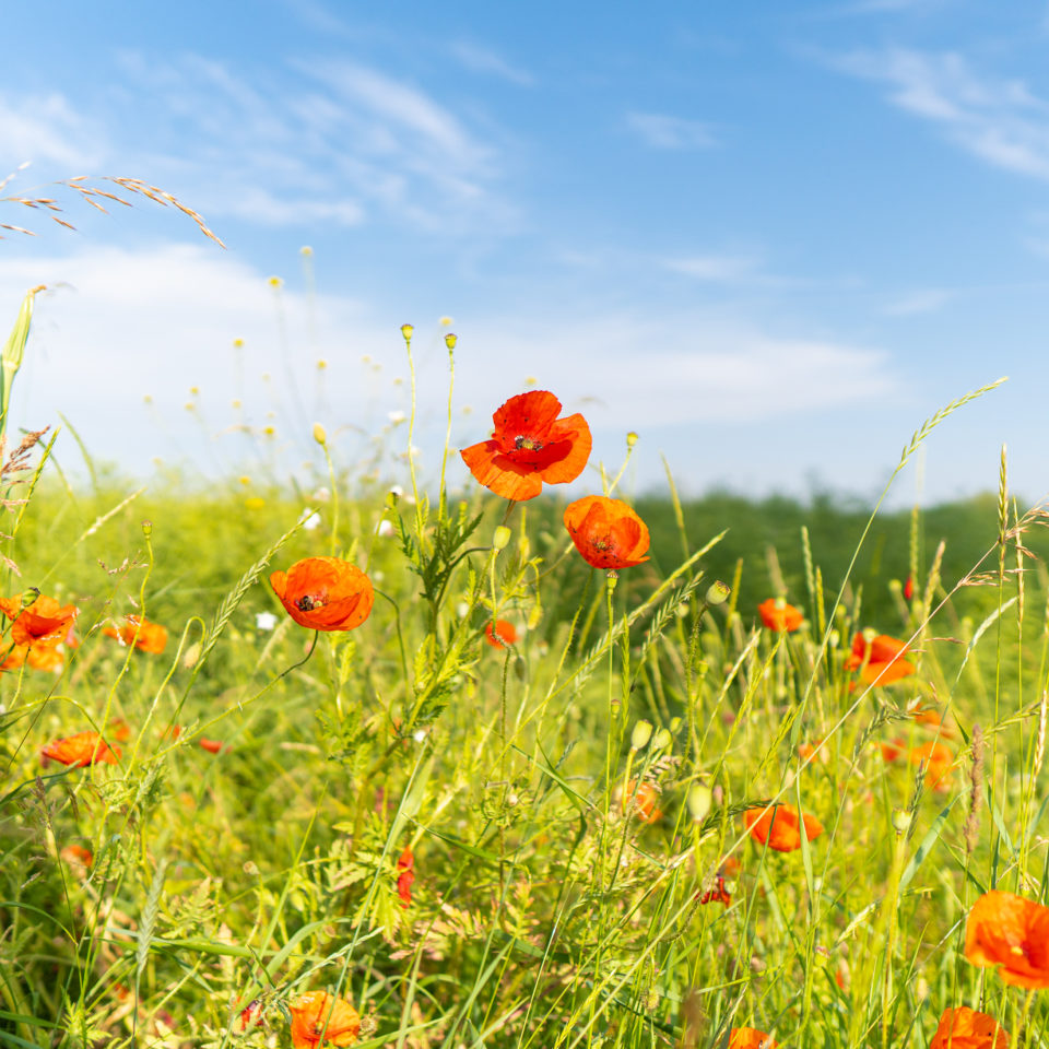 Juni 2021 – Morgens auf den Muldewiesen