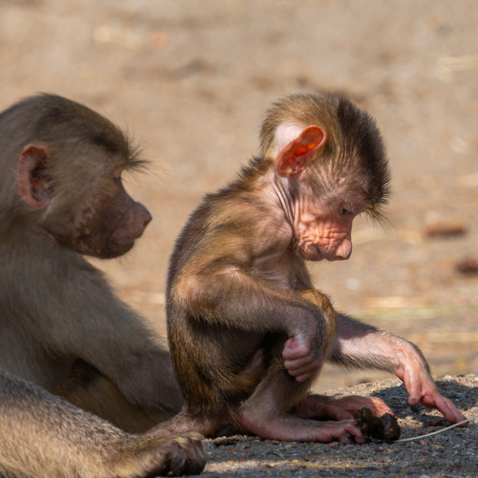 Juni 2021 – Tierpark Hagenbeck – SEL200-600G