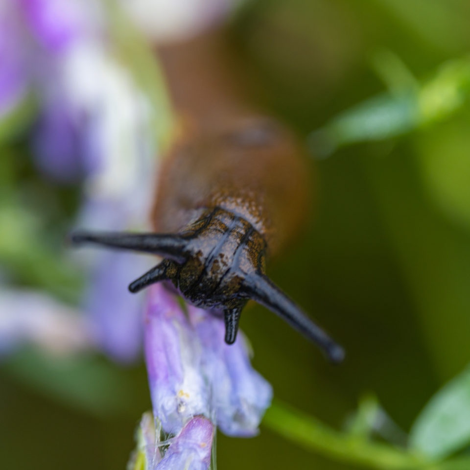 Juli 2021 – Makrofotografie am Feldrand
