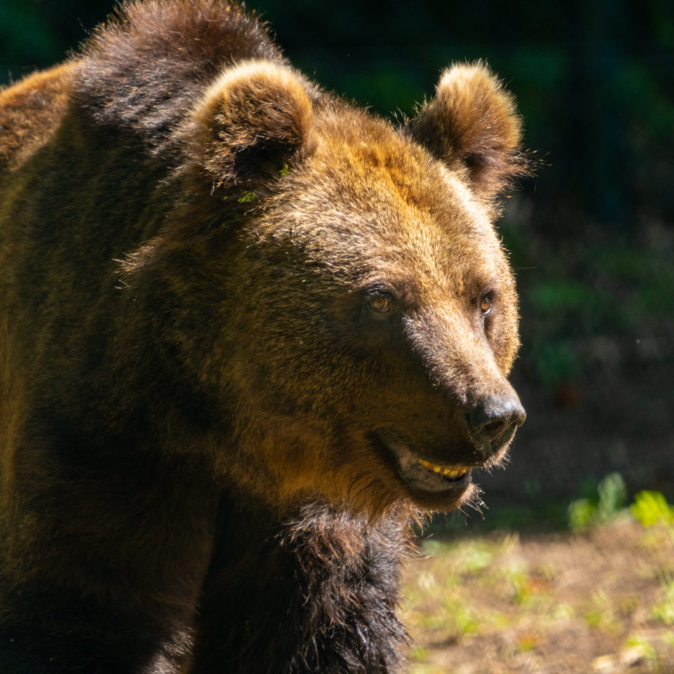 Juli 2021 – Bärenwald Müritz
