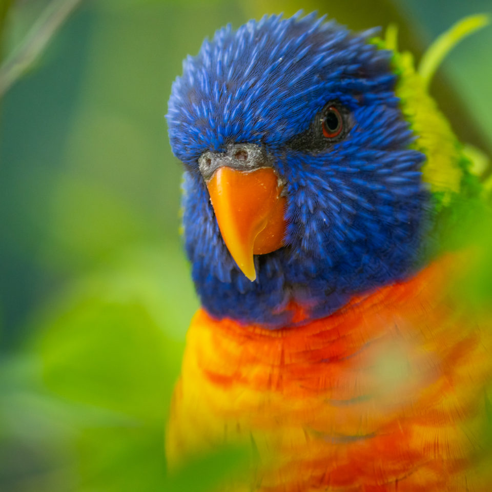 Juli 2021 – Vogelpark Marlow – SEL200-600G