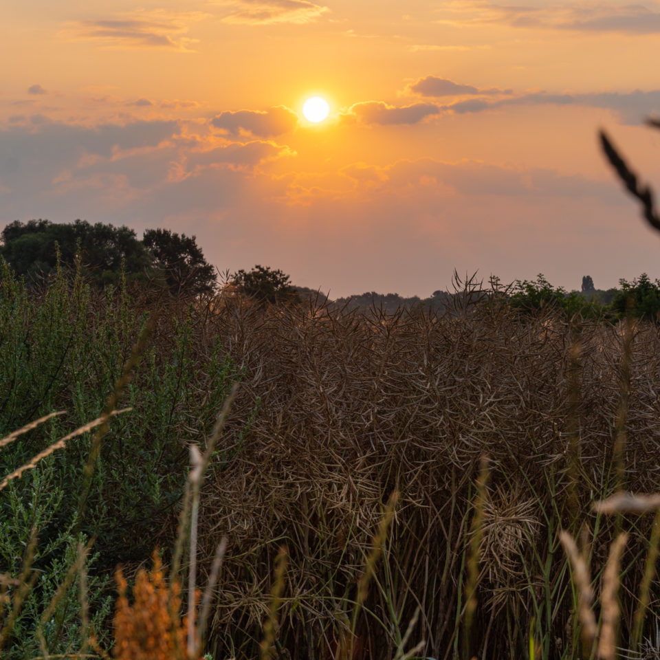 Juli 2021 – Morgens in der Muldeaue