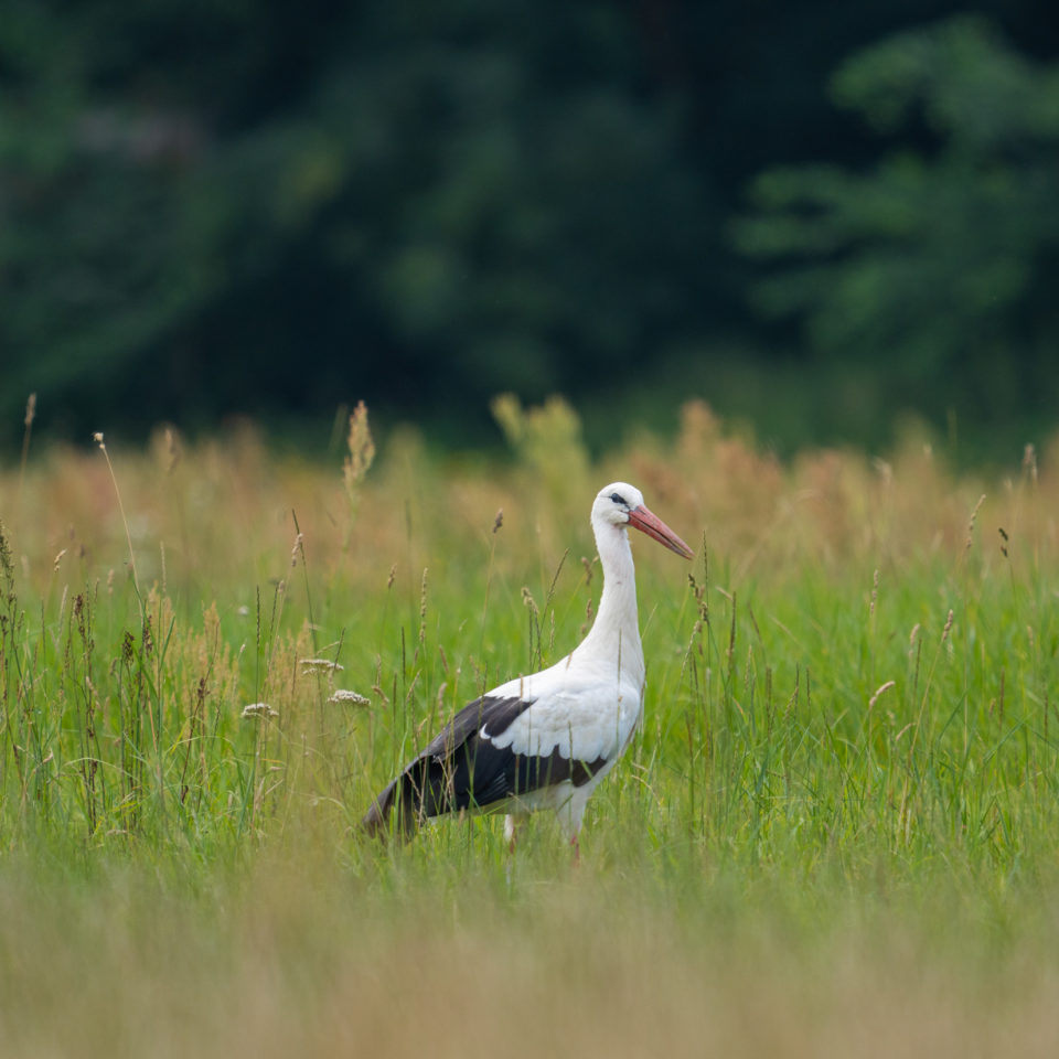 Juli 2021 – Sommer in Mitteldeutschland – Teil 1