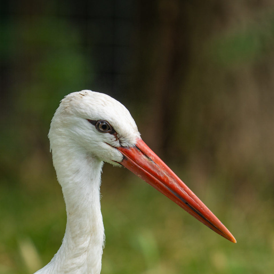August 2021 – Sommer in Mitteldeutschland – Teil 3