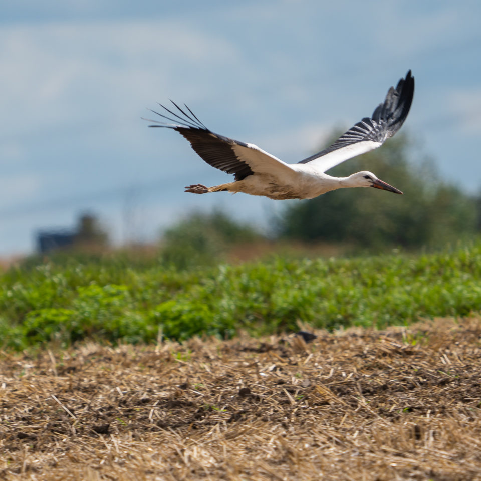 August 2021 – Störche und Natur