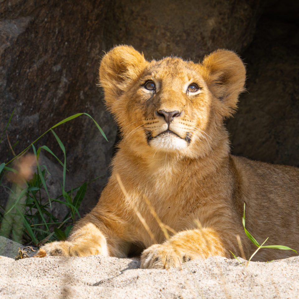 August 2021 – Sommer im Zoo Leipzig