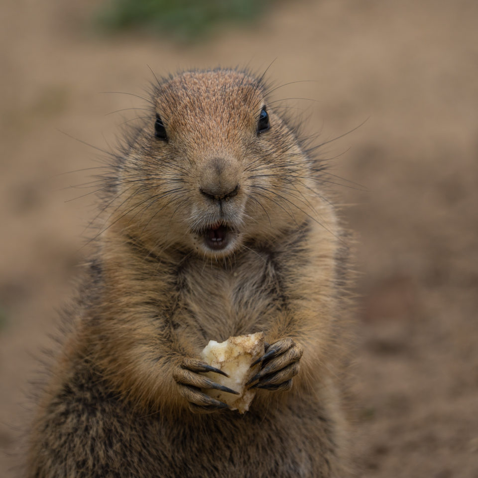 August 2021 – Unterwegs im Zoo Dresden