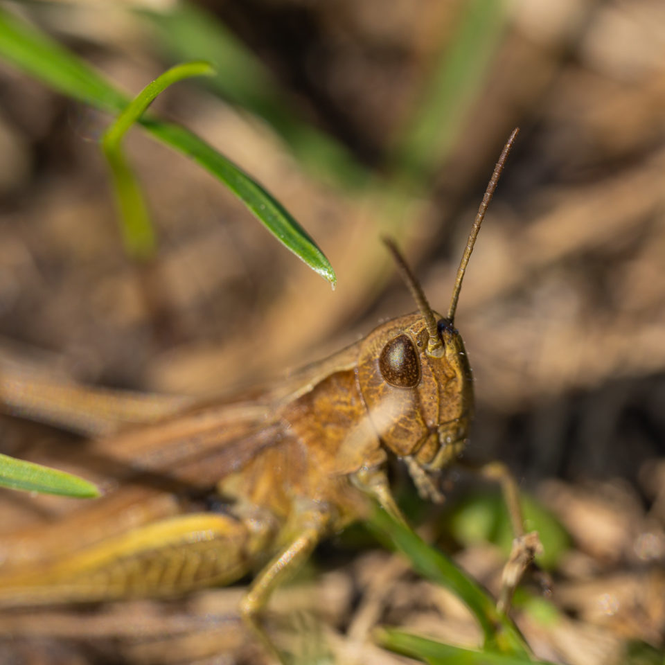 September 2021 – Makrotest mit Zwischenringen