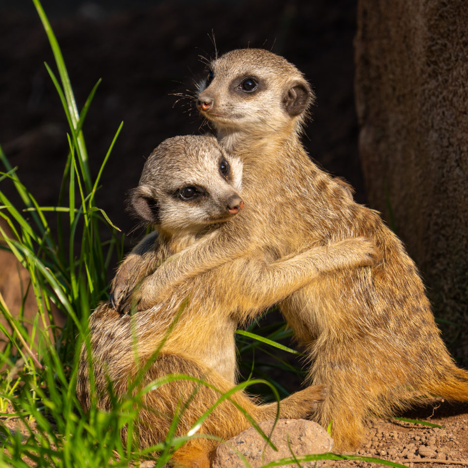 September 2021 – Zoo Leipzig – SEL200-600G