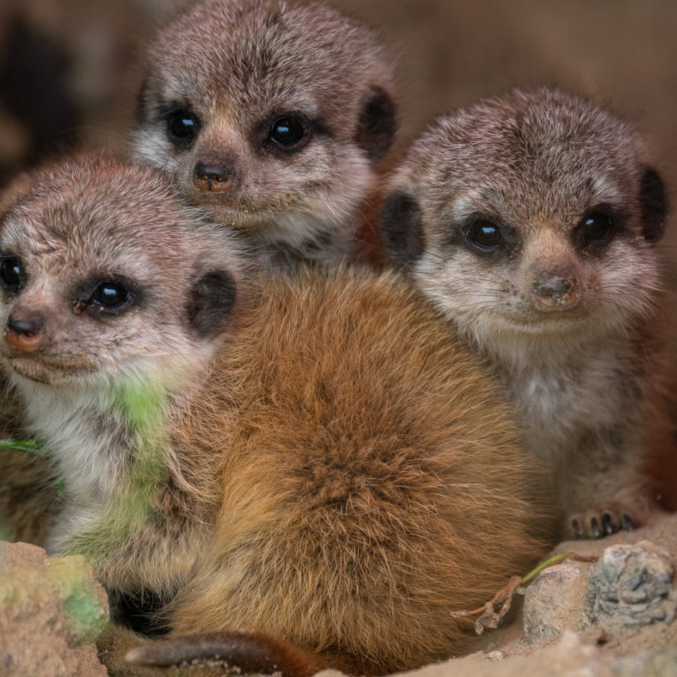 September 2021 – Zoo Hoyerswerda – SEL200-600G