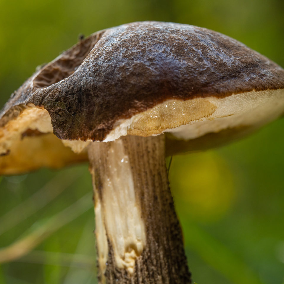 September 2021 – Spätsommer in der Dübener Heide