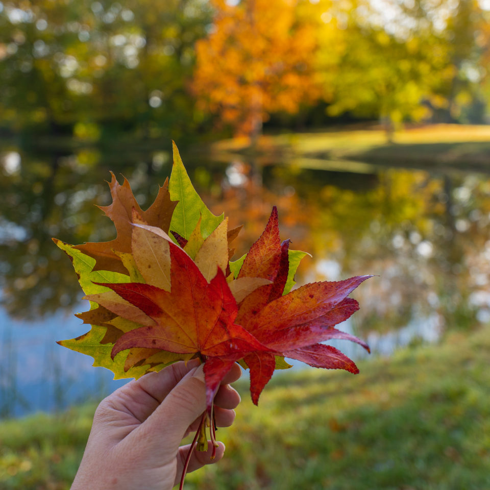 Oktober 2021 – Wörlitzer Park im Herbst