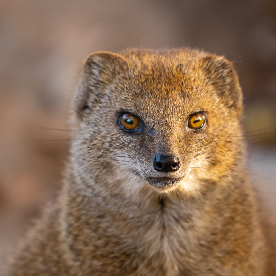 Oktober 2021 – Tiergarten Nürnberg