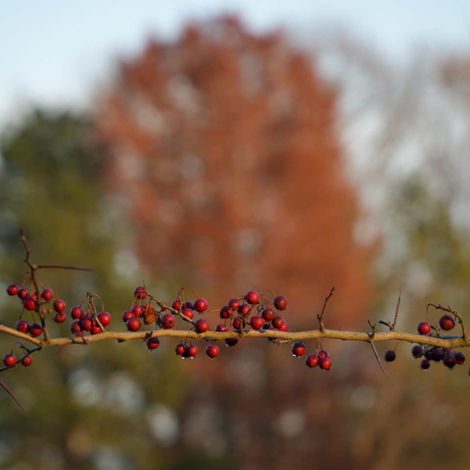 November 2021 – Wörlitzer Advent (Sony A7 IV OCC)