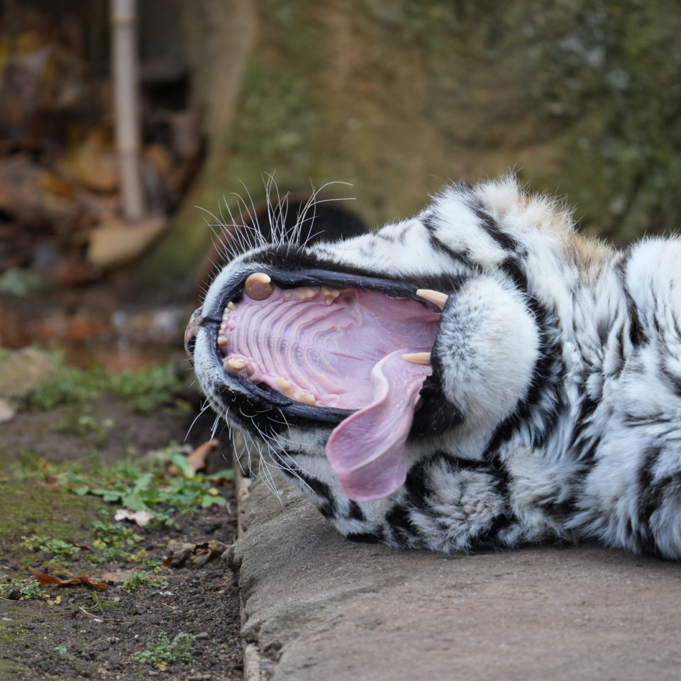 Dezember 2021 – Zoo Leipzig (A7 IV – 200-600G ooC)