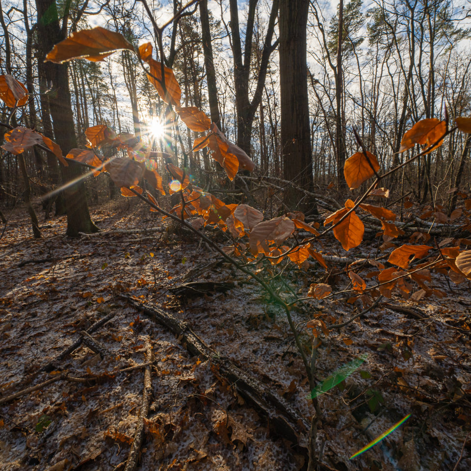 Januar 2022 – Döhlauer Heide
