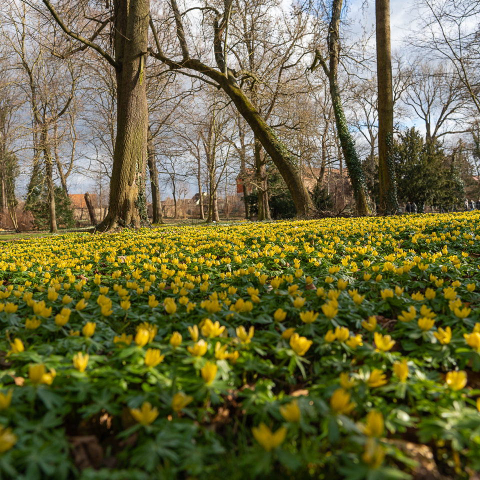 Februar 2022 – Winterlinge im Schlosspark Ostrau
