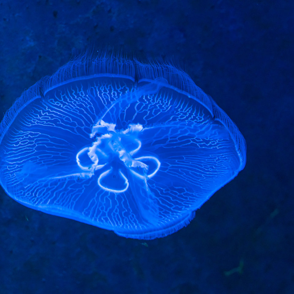 Februar 2022 – Zoo Leipzig (Aquarium)