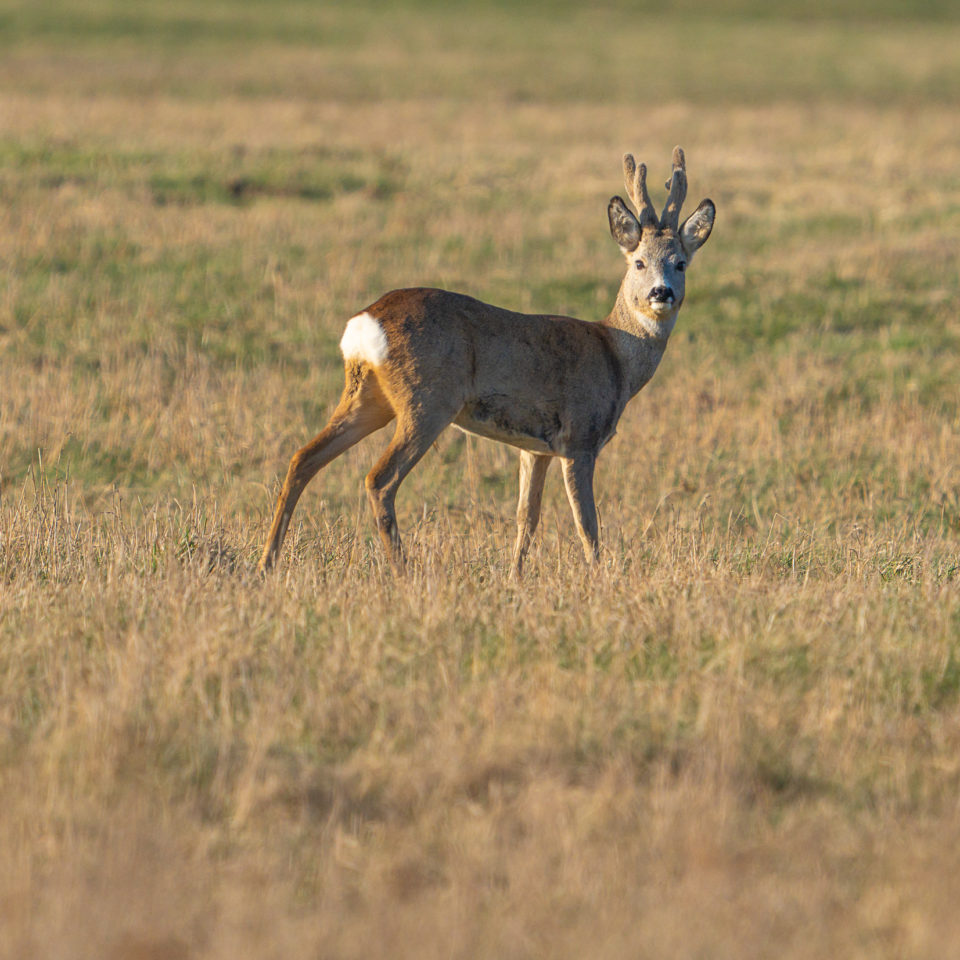 Februar 2022 – Wildlifetour