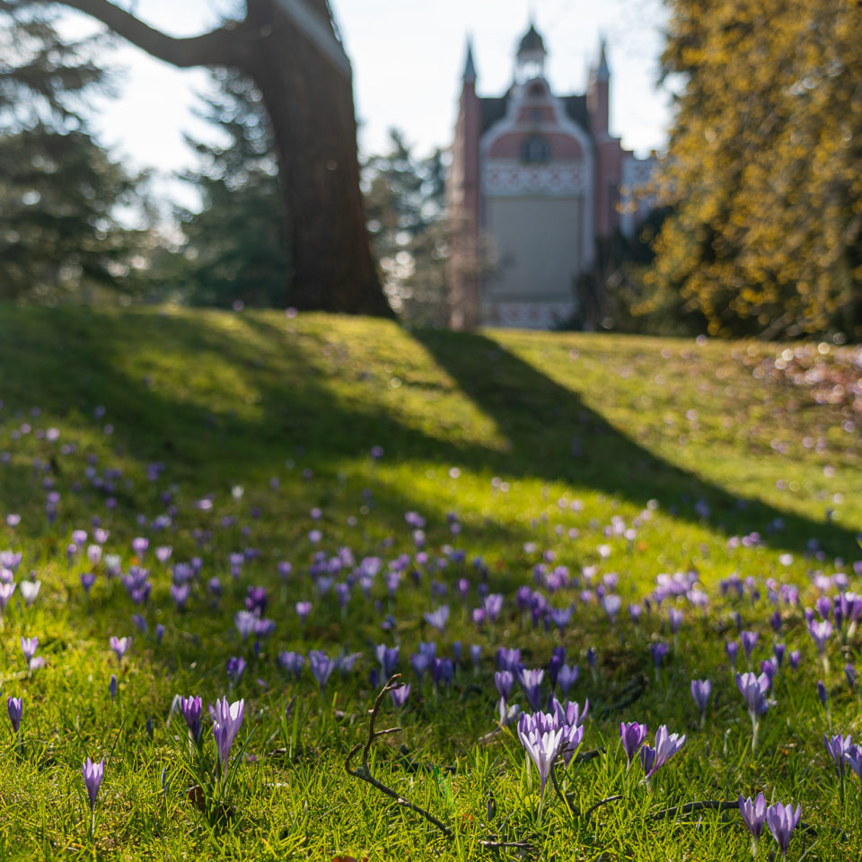März 2022 – Frühblüher im Wörlitzer Park