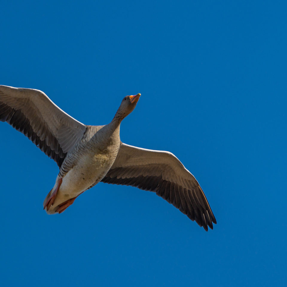 März 2022 – Sunrise & Wildlife II