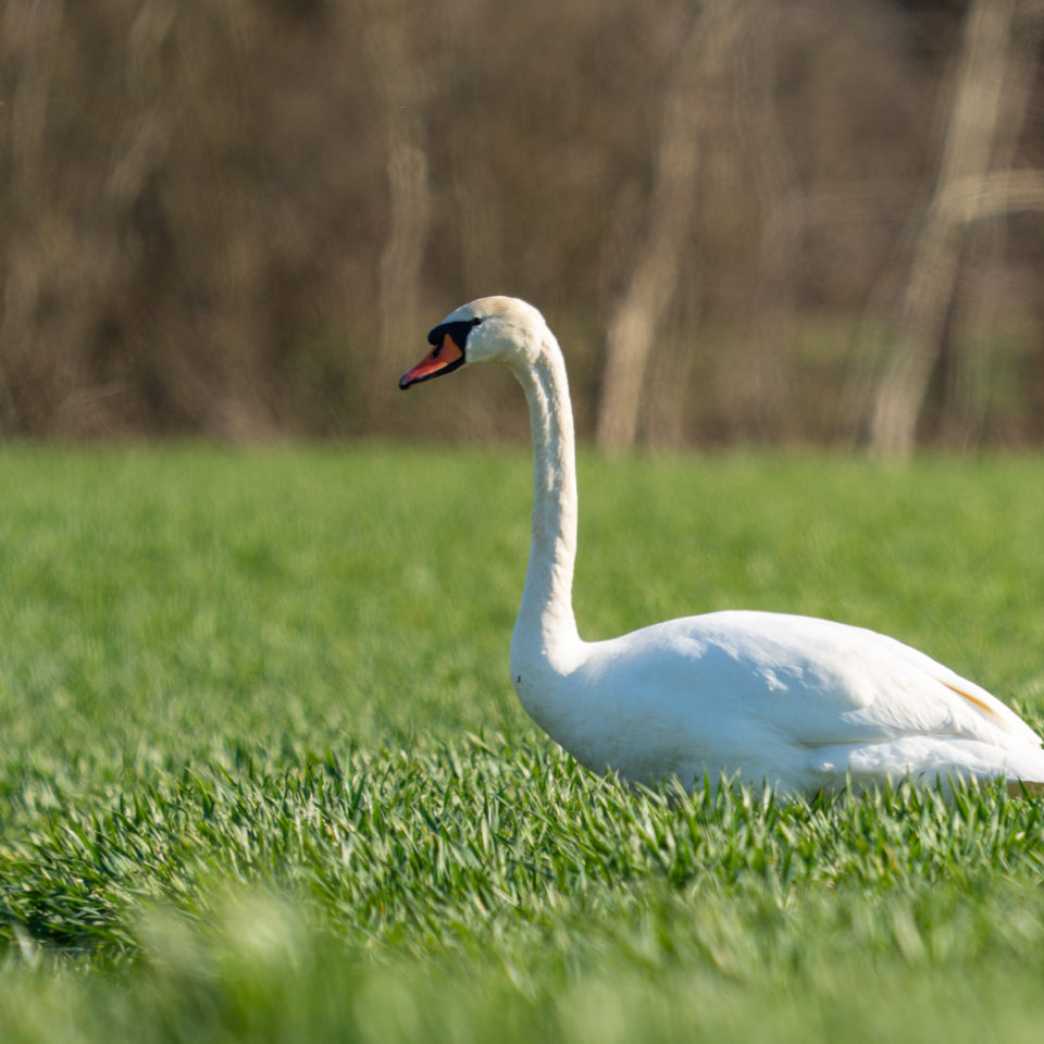 April 2022 – Unterwegs am Weiher