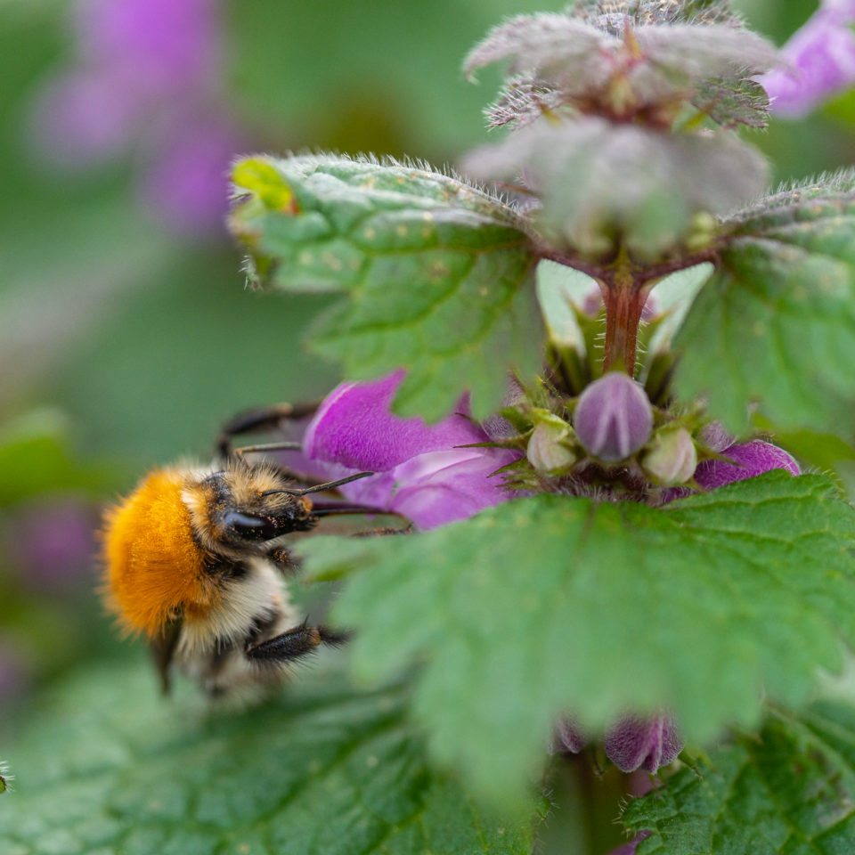 April 2022 – Makro und Wildlife an der Mulde