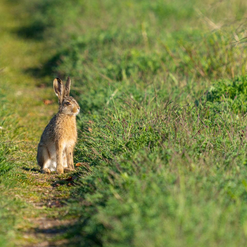 April 2022 – Morgens in der Heimat