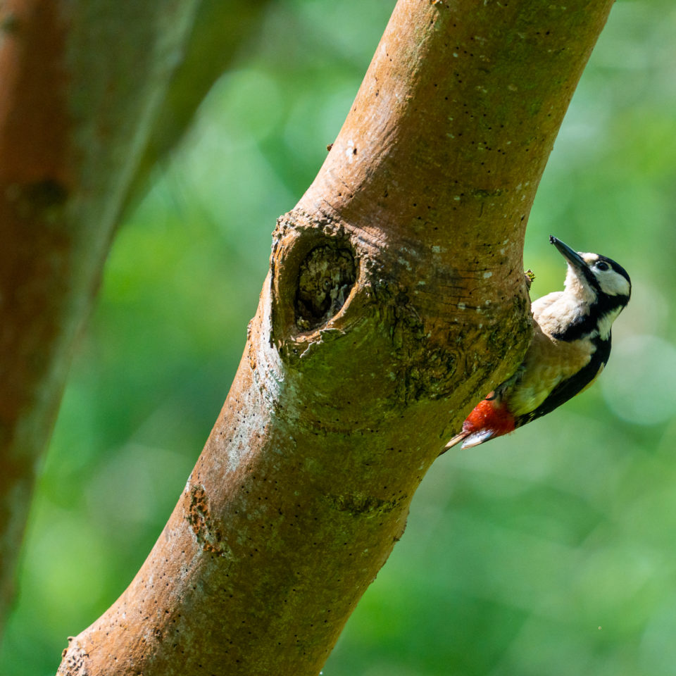 Mai 2022 – In der Saaleaue