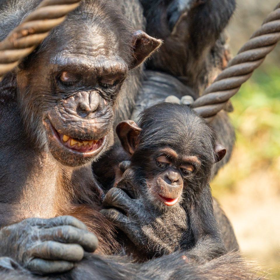 Mai 2022 – Zoo Leipzig