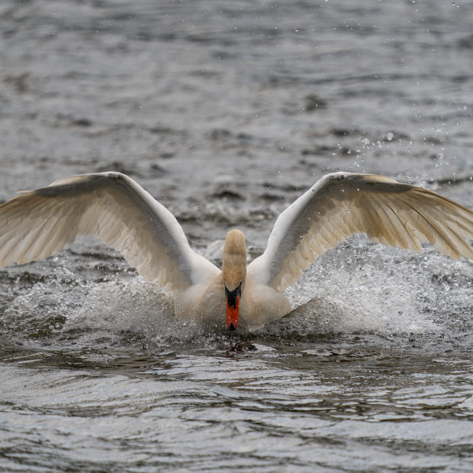 Mai 2022 – Wörlitzer Park