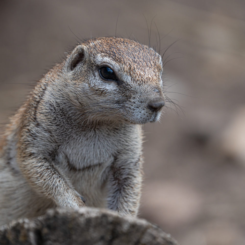 Mai 2022 – Bergzoo Halle(Saale)