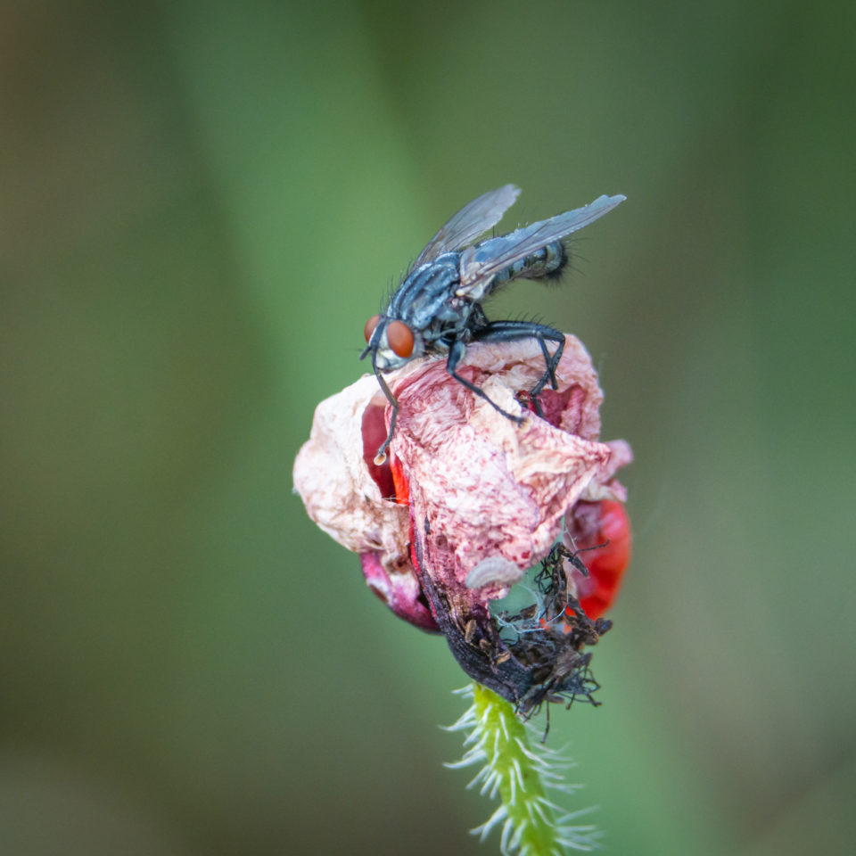 Juni 2022 – Zwischenringe am Teleobjektiv