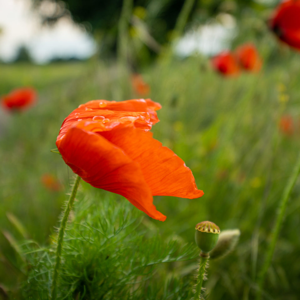 Juni 2022 – Frühling an der Mulde