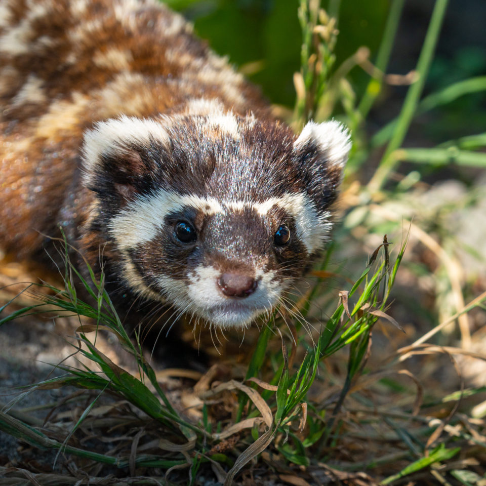 Juni 2022 – Zoo Magdeburg