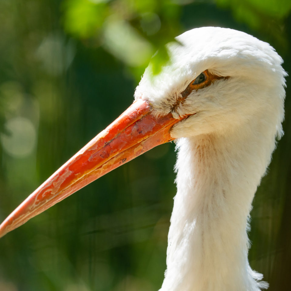 Juni 2022 – Unterwegs am Petersberg